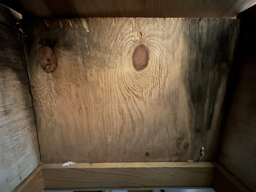 mold damage in racine, racine mold remediation, racine mold removal