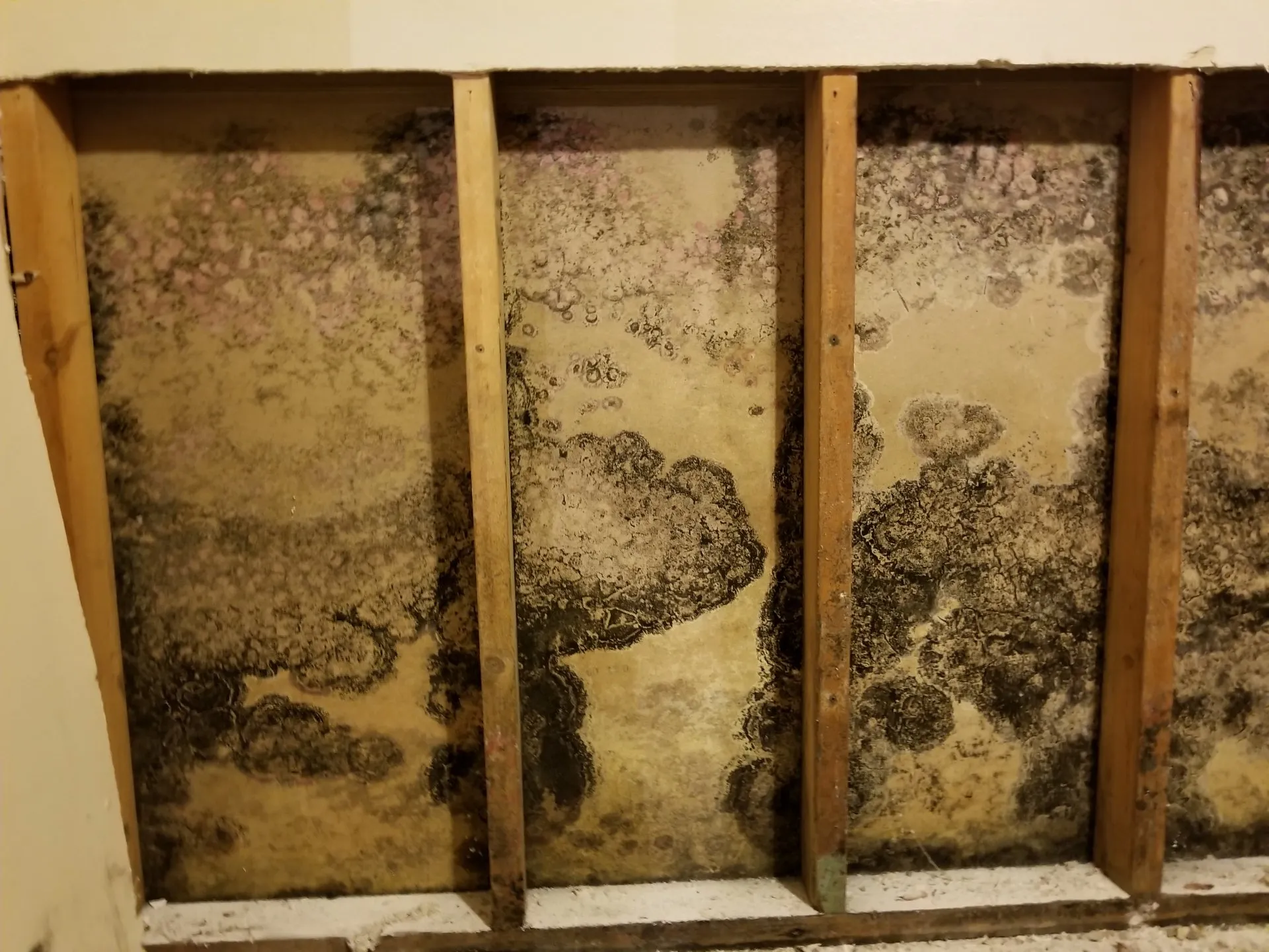 restore mold damage in racine, racine mold remediation, mold removal racine wi