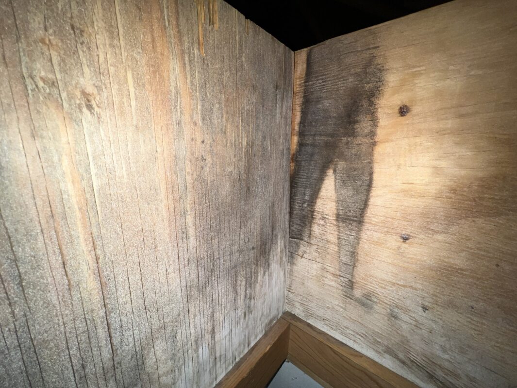 restore mold damage in racine, racine mold remediation, mold removal racine wi